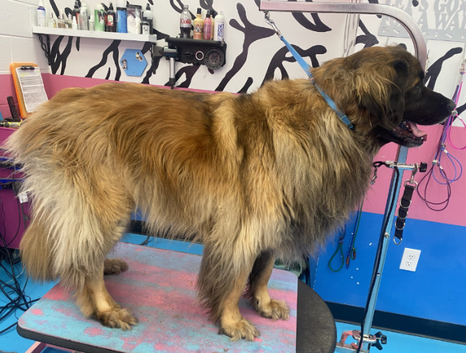Designer Paws Salon: Where Pet Grooming Meets Health, Style, and Comfort